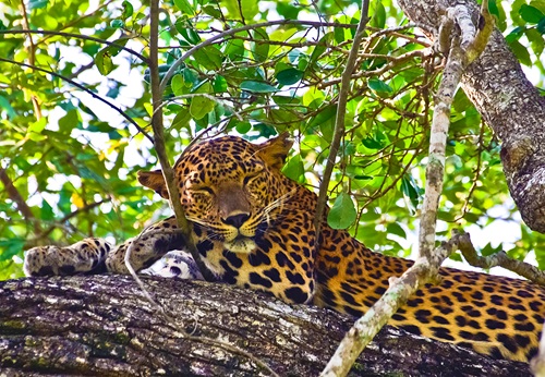 17 Daagse Groepsrondreis Sri Lanka S Mooiste Van De Natuur