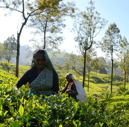 Rondreis Sri Lanka En Malediven Mooierondreis Nl